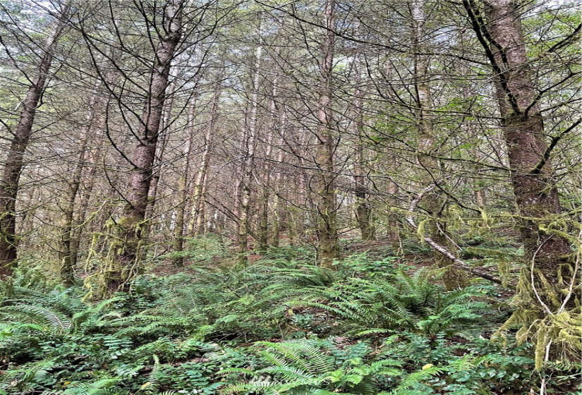 0 Ragland, Longview, Washington 98632, ,Land,For Sale,Ragland,NWM1880024