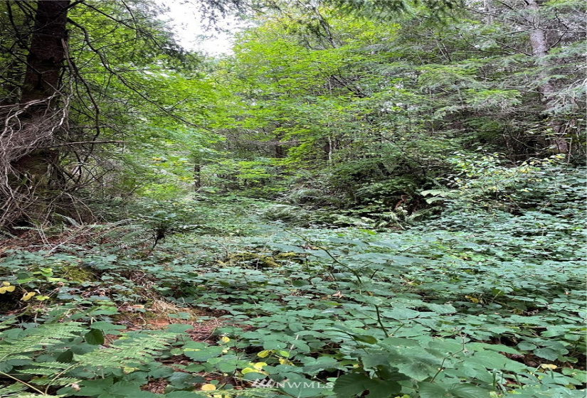 0 Ragland, Longview, Washington 98632, ,Land,For Sale,Ragland,NWM1880024