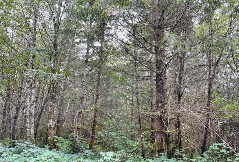 0 Ragland, Longview, Washington 98632, ,Land,For Sale,Ragland,NWM1880024