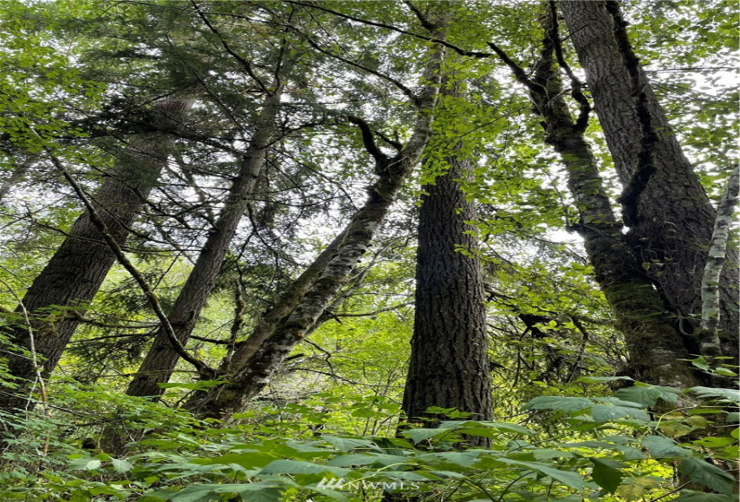 0 Ragland, Longview, Washington 98632, ,Land,For Sale,Ragland,NWM1880024