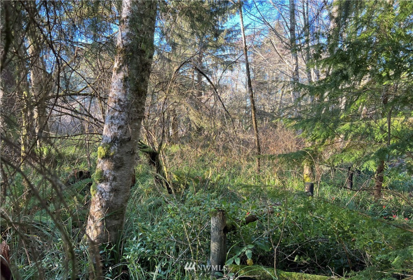 33 XX State Route 105, Grayland, Washington 98547, ,Land,For Sale,Mar Vista,State Route 105,NWM1881160