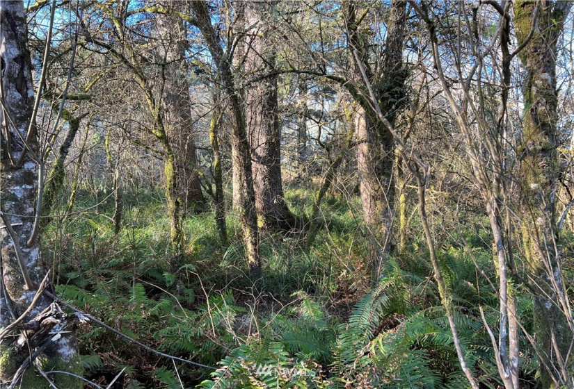 33 XX State Route 105, Grayland, Washington 98547, ,Land,For Sale,Mar Vista,State Route 105,NWM1881160