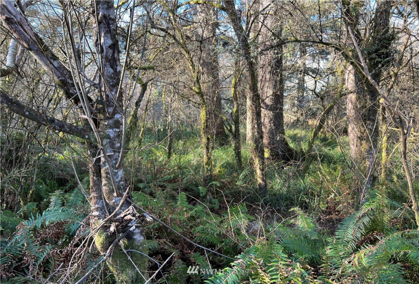 33 XX State Route 105, Grayland, Washington 98547, ,Land,For Sale,Mar Vista,State Route 105,NWM1881160
