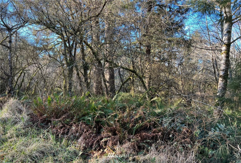 33 XX State Route 105, Grayland, Washington 98547, ,Land,For Sale,Mar Vista,State Route 105,NWM1881160