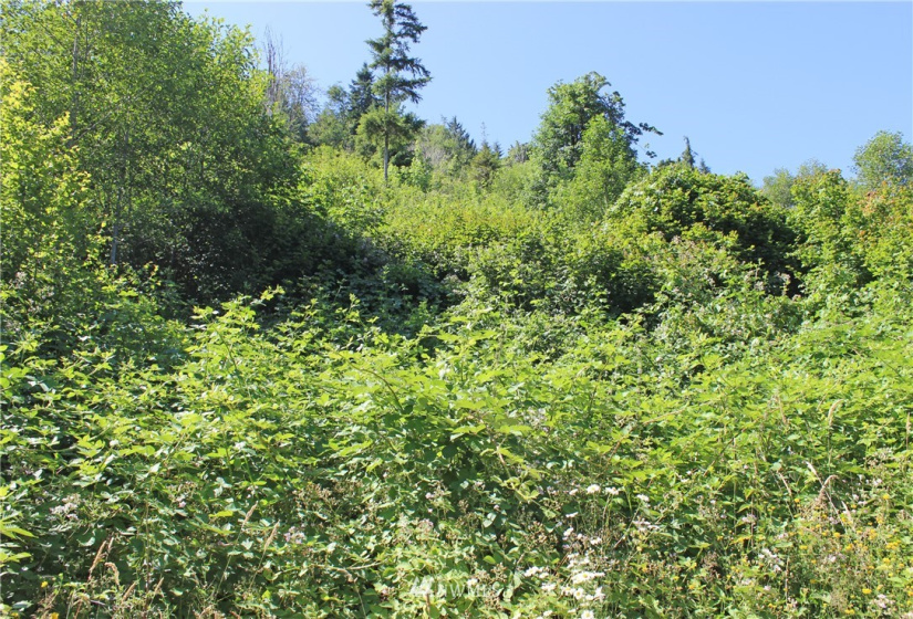 649 Clearwater, Kelso, Washington 98626, ,Land,For Sale,Clearwater,NWM1874878