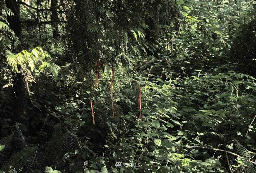 649 Clearwater, Kelso, Washington 98626, ,Land,For Sale,Clearwater,NWM1874878