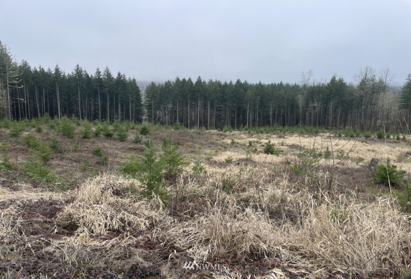 0 Salmon Creek, Toledo, Washington 98591, ,Land,For Sale,Salmon Creek,NWM1879890