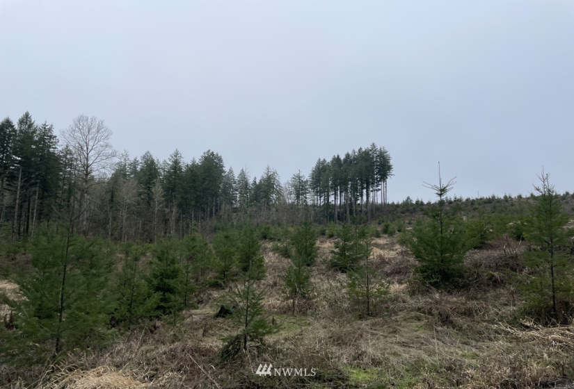 0 Salmon Creek, Toledo, Washington 98591, ,Land,For Sale,Salmon Creek,NWM1879890