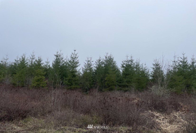 0 Salmon Creek, Toledo, Washington 98591, ,Land,For Sale,Salmon Creek,NWM1879890