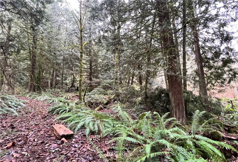 0 SR 9, Mount Vernon, Washington 98274, ,Land,For Sale,SR 9,NWM1880670