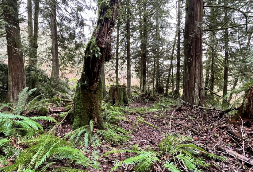 0 SR 9, Mount Vernon, Washington 98274, ,Land,For Sale,SR 9,NWM1880670