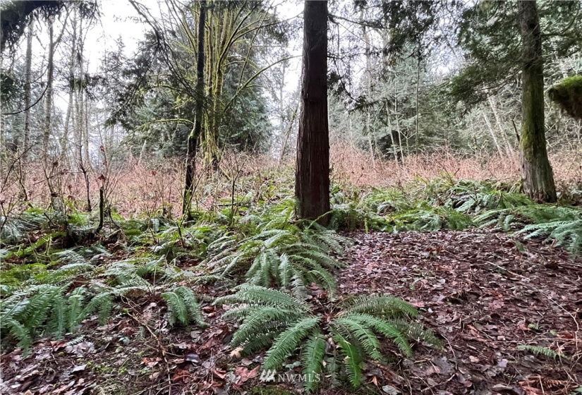 0 SR 9, Mount Vernon, Washington 98274, ,Land,For Sale,SR 9,NWM1880670