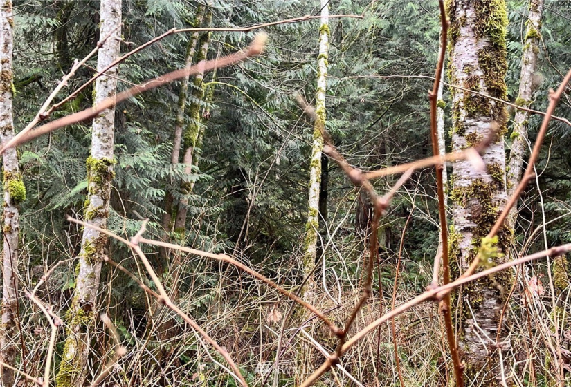 0 SR 9, Mount Vernon, Washington 98274, ,Land,For Sale,SR 9,NWM1880670