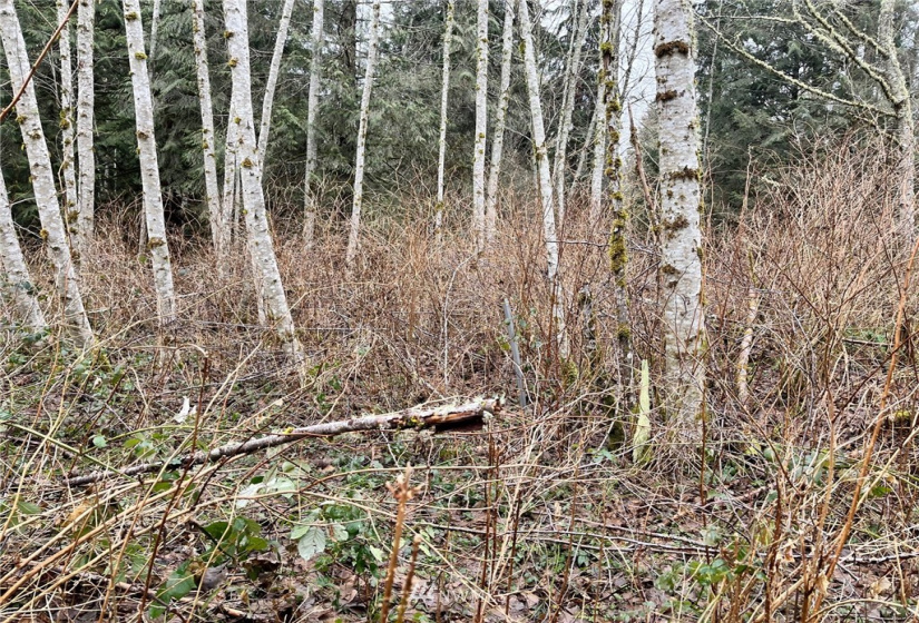 0 SR 9, Mount Vernon, Washington 98274, ,Land,For Sale,SR 9,NWM1880670