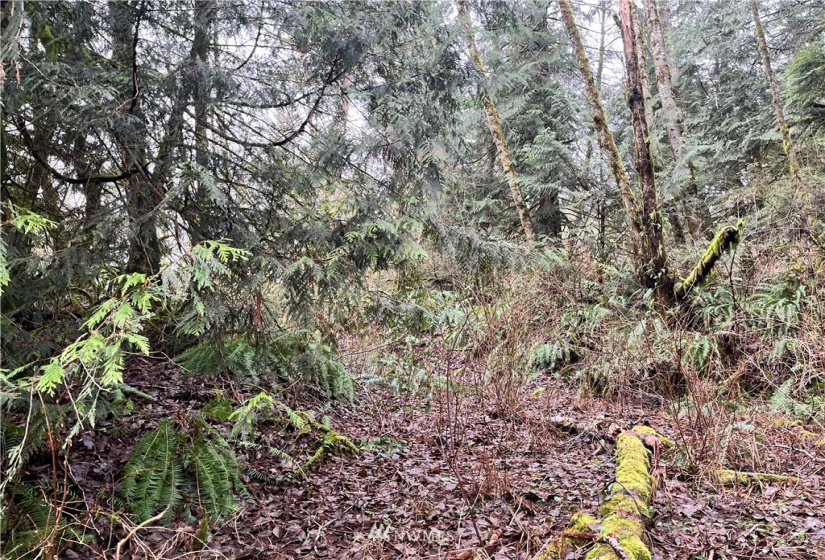 0 SR 9, Mount Vernon, Washington 98274, ,Land,For Sale,SR 9,NWM1880670