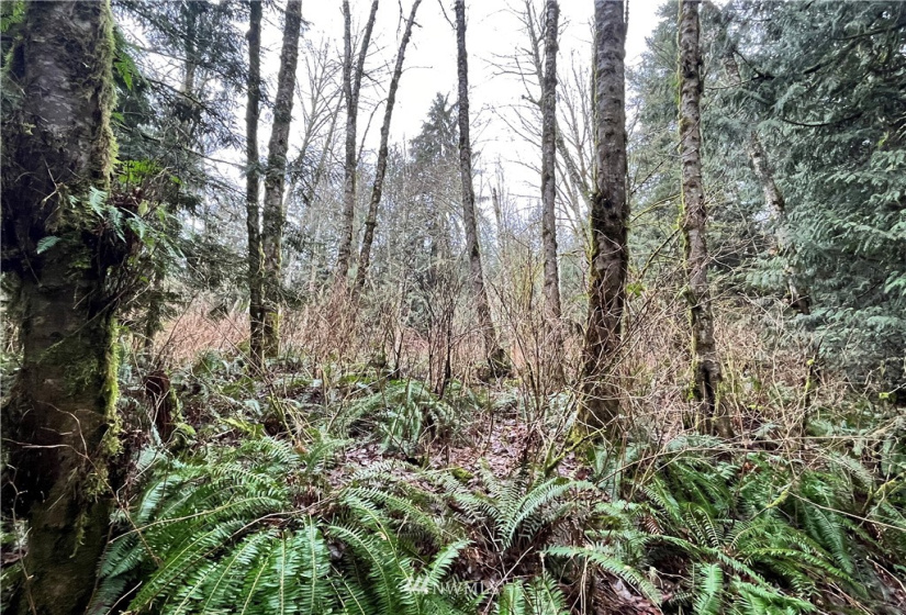 0 SR 9, Mount Vernon, Washington 98274, ,Land,For Sale,SR 9,NWM1880670