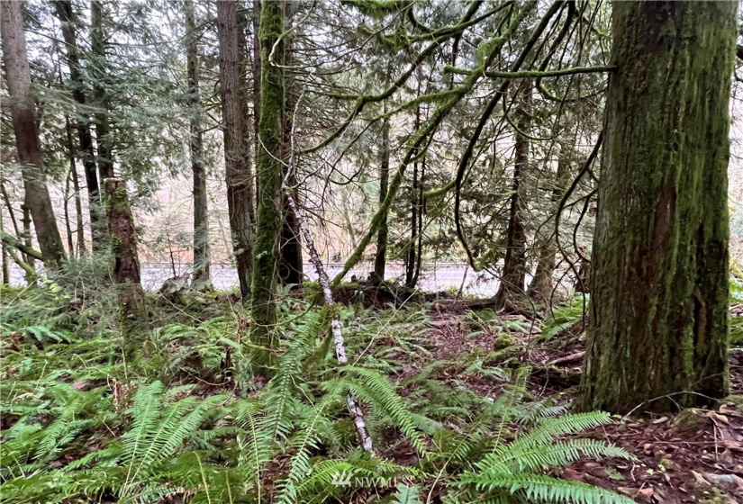 0 SR 9, Mount Vernon, Washington 98274, ,Land,For Sale,SR 9,NWM1880670