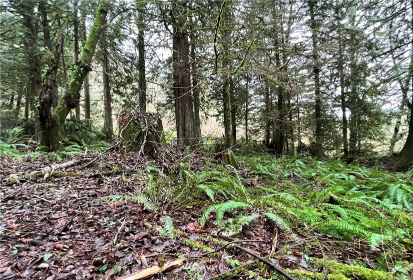 0 SR 9, Mount Vernon, Washington 98274, ,Land,For Sale,SR 9,NWM1880670