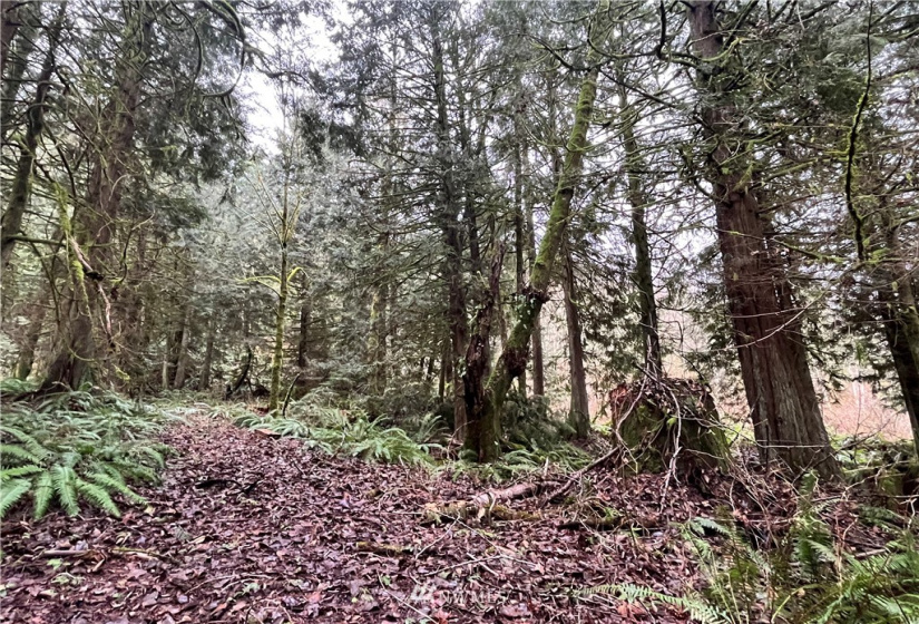 0 SR 9, Mount Vernon, Washington 98274, ,Land,For Sale,SR 9,NWM1880670