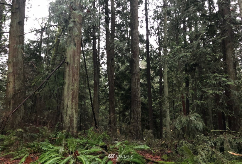 17122 20th, Snohomish, Washington 98290, ,Residential,For Sale,20th,NWM1881669