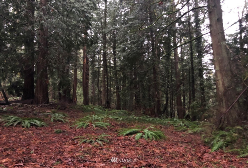 17122 20th, Snohomish, Washington 98290, ,Residential,For Sale,20th,NWM1881669