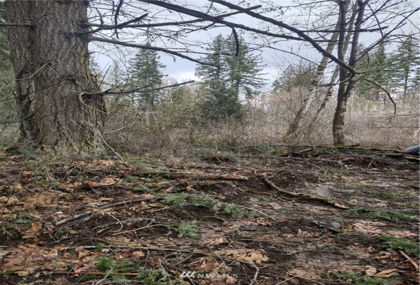 23120 Candy, Yelm, Washington 98597, ,Land,For Sale,Falling Horseshoe Tracts,Candy,NWM1881355
