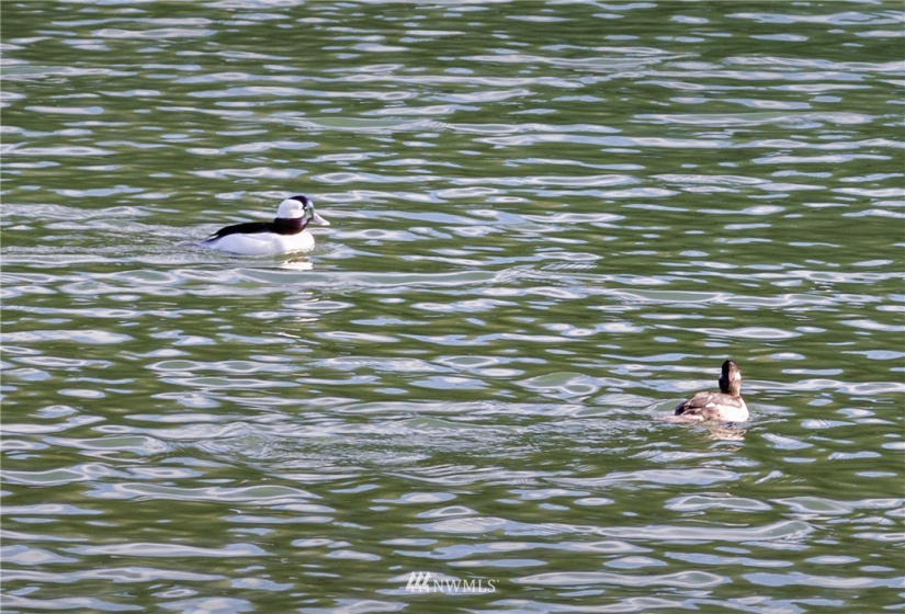 222 Heron, San Juan Island, Washington 98250, 2 Bedrooms Bedrooms, ,Residential,For Sale,First Addn to Yacht Haven,Heron,NWM1878560