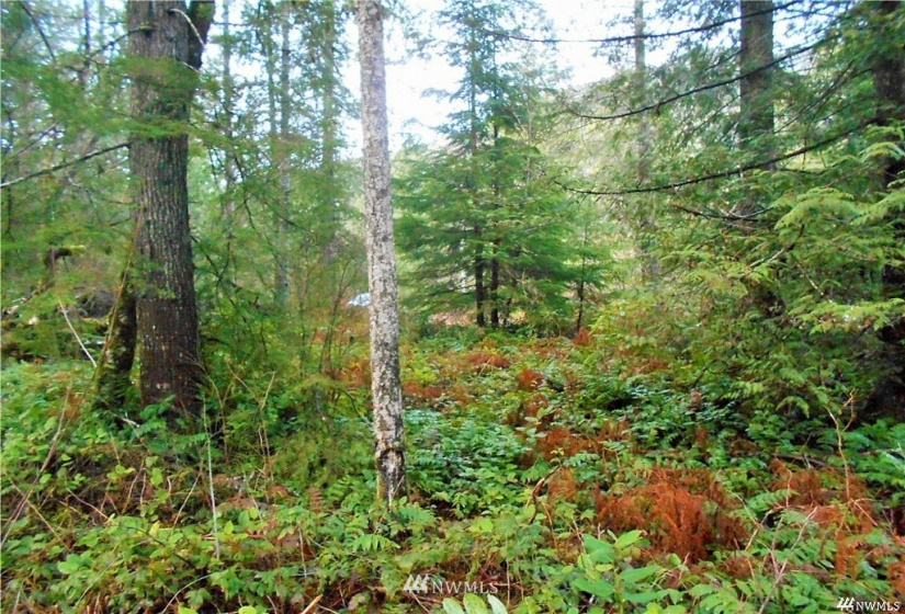 0 US Hwy 101, Quilcene, Washington 98376, ,Land,For Sale,US Hwy 101,NWM1880644