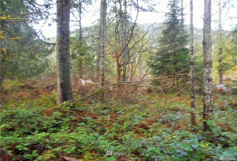 0 US Hwy 101, Quilcene, Washington 98376, ,Land,For Sale,US Hwy 101,NWM1880644
