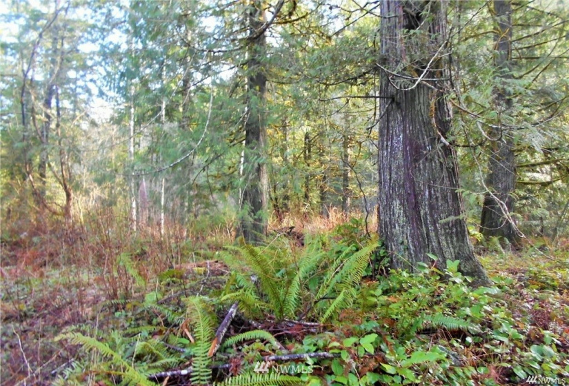 0 US Hwy 101, Quilcene, Washington 98376, ,Land,For Sale,US Hwy 101,NWM1880644