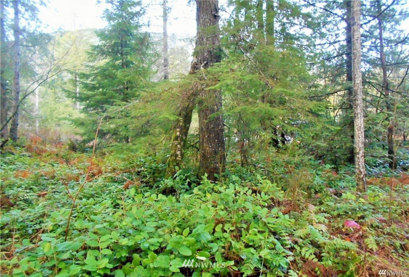 0 US Hwy 101, Quilcene, Washington 98376, ,Land,For Sale,US Hwy 101,NWM1880644