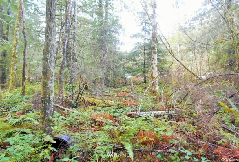 0 US Hwy 101, Quilcene, Washington 98376, ,Land,For Sale,US Hwy 101,NWM1880644