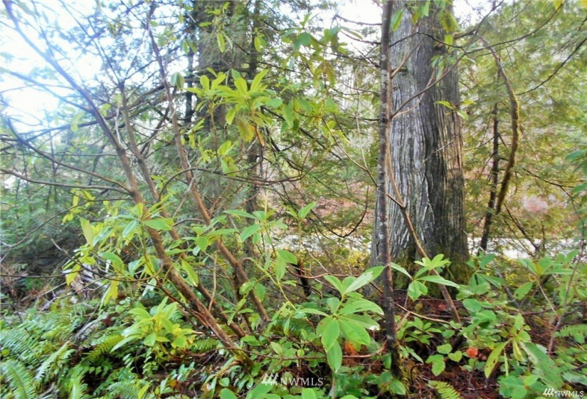 0 US Hwy 101, Quilcene, Washington 98376, ,Land,For Sale,US Hwy 101,NWM1880644