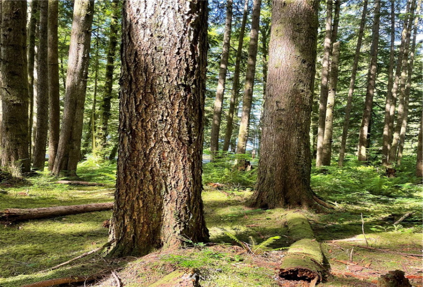 0 Shore, Lake Cavanaugh, Washington 98274, ,Land,For Sale,Lake Cavenauagh,Shore,NWM1881719