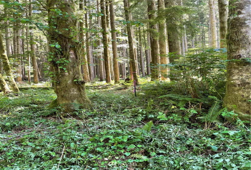 0 Shore, Lake Cavanaugh, Washington 98274, ,Land,For Sale,Lake Cavenauagh,Shore,NWM1881719