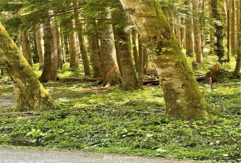 0 Shore, Lake Cavanaugh, Washington 98274, ,Land,For Sale,Lake Cavenauagh,Shore,NWM1881719