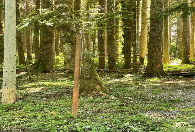 0 Shore, Lake Cavanaugh, Washington 98274, ,Land,For Sale,Lake Cavenauagh,Shore,NWM1881719