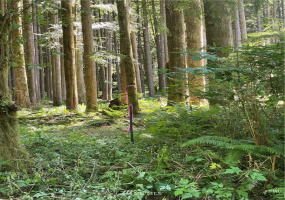 0 Shore, Lake Cavanaugh, Washington 98274, ,Land,For Sale,Lake Cavenauagh,Shore,NWM1881719