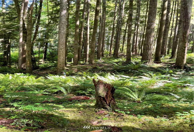 0 Shore, Lake Cavanaugh, Washington 98274, ,Land,For Sale,Lake Cavenauagh,Shore,NWM1881719