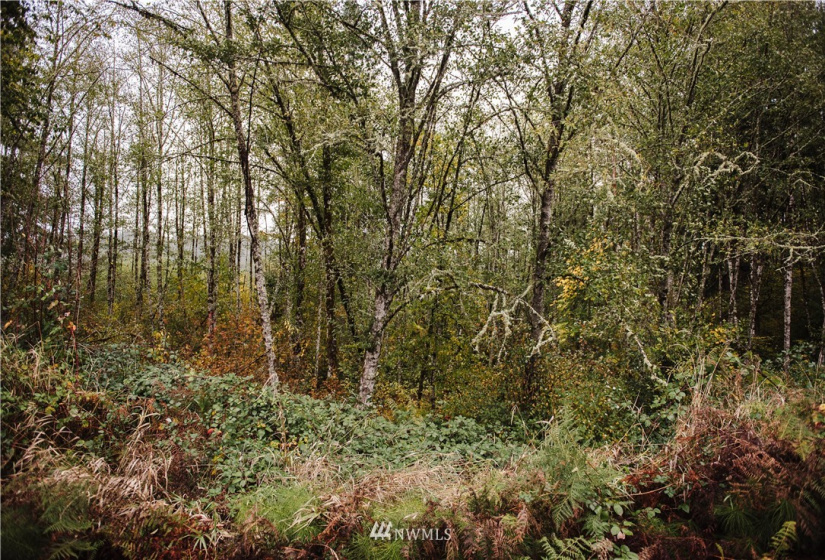0 Oppelt, Chehalis, Washington 98532, ,Land,For Sale,Oppelt,NWM1882436