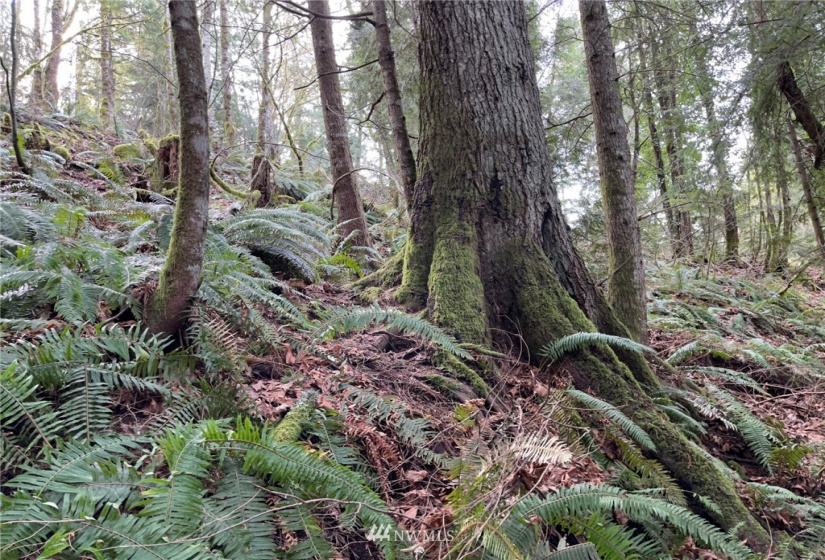 376 XX Lake Walker, Enumclaw, Washington 98022, ,Land,For Sale,Lake Walker,NWM1878949