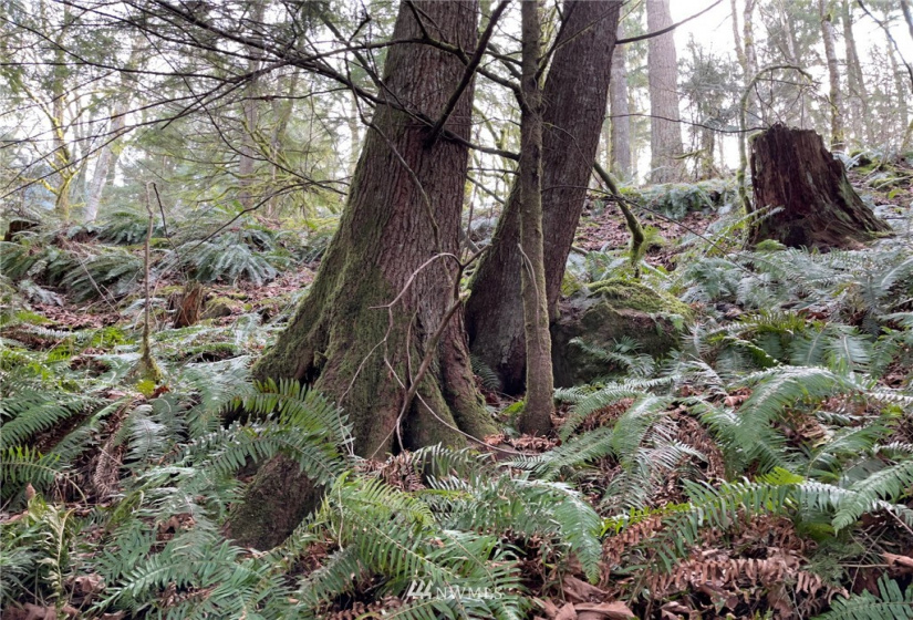 376 XX Lake Walker, Enumclaw, Washington 98022, ,Land,For Sale,Lake Walker,NWM1878949