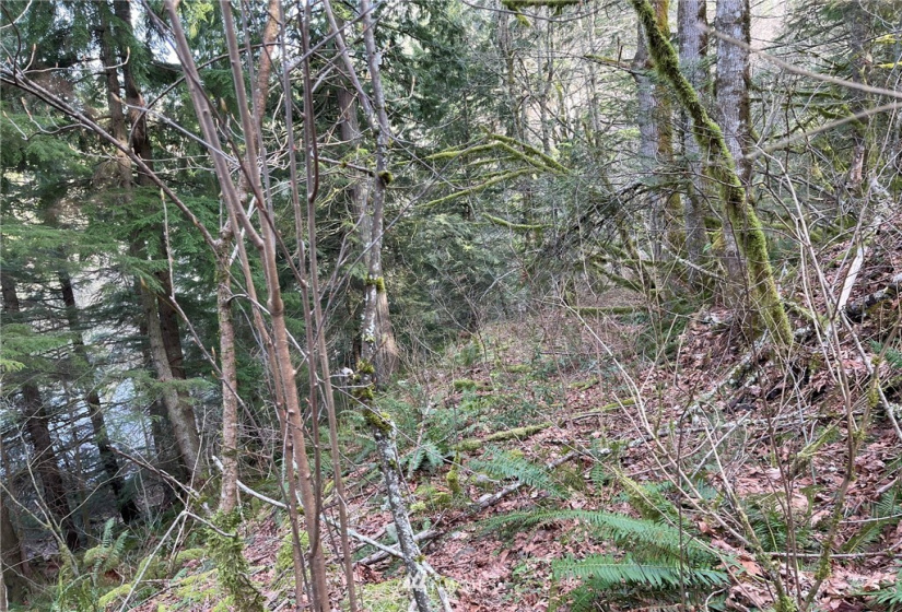 376 XX Lake Walker, Enumclaw, Washington 98022, ,Land,For Sale,Lake Walker,NWM1878949