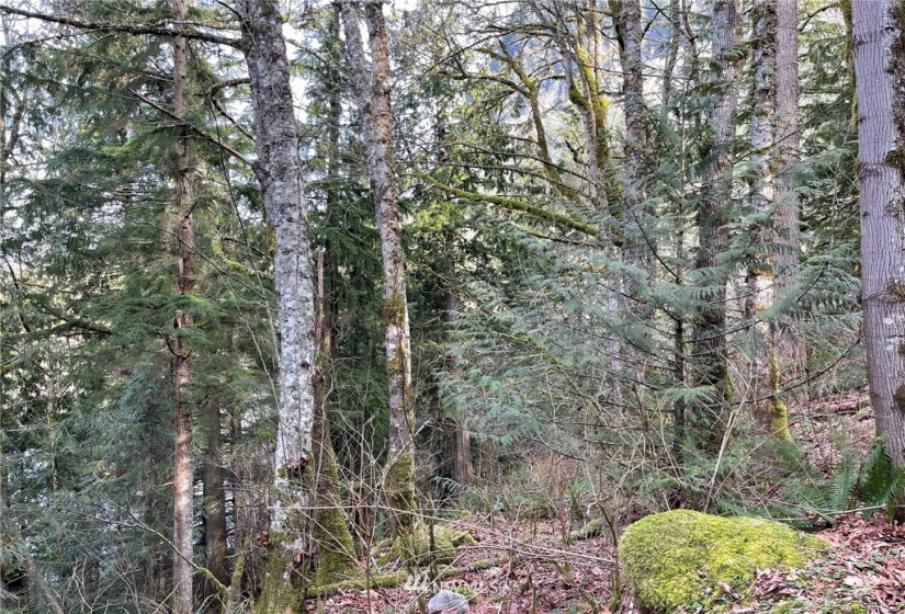 376 XX Lake Walker, Enumclaw, Washington 98022, ,Land,For Sale,Lake Walker,NWM1878949