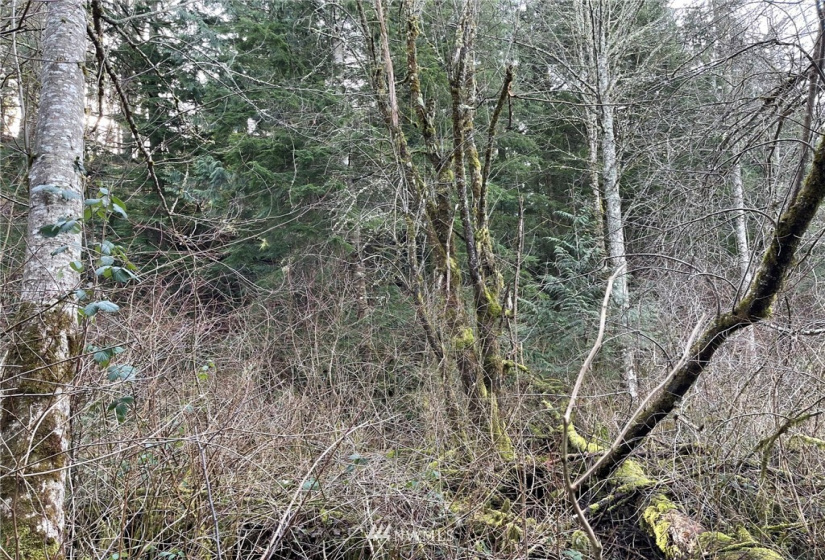 376 XX Lake Walker, Enumclaw, Washington 98022, ,Land,For Sale,Lake Walker,NWM1878949