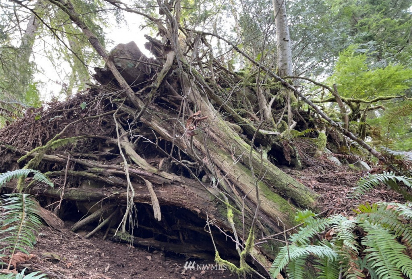 376 XX Lake Walker, Enumclaw, Washington 98022, ,Land,For Sale,Lake Walker,NWM1878949