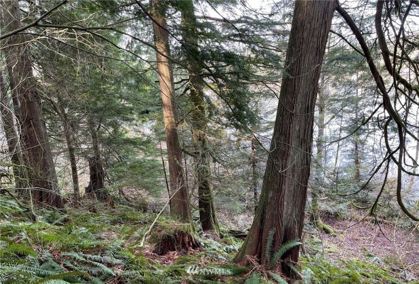 376 XX Lake Walker, Enumclaw, Washington 98022, ,Land,For Sale,Lake Walker,NWM1878949