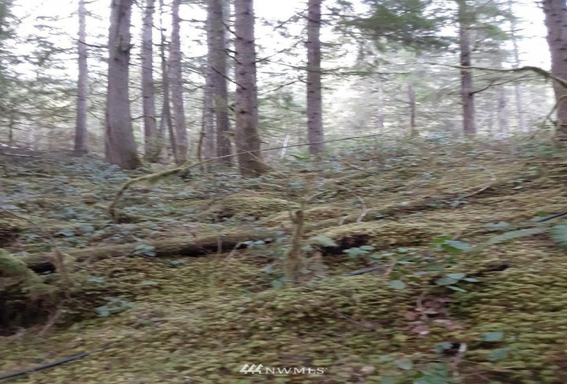 8001 Acorn, Marblemount, Washington 98267, ,Land,For Sale,Cascade River Community Park,Acorn,NWM1882516