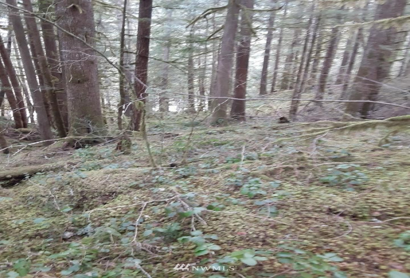 8001 Acorn, Marblemount, Washington 98267, ,Land,For Sale,Cascade River Community Park,Acorn,NWM1882516