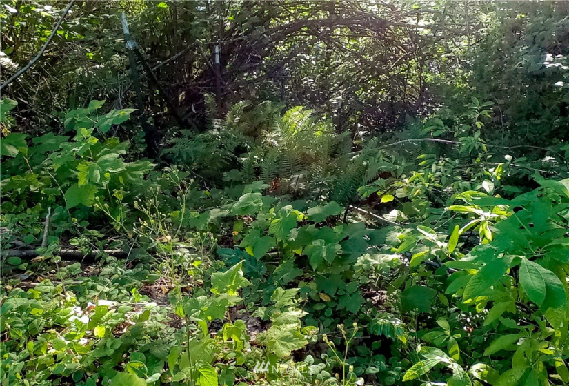 37 xx Military, Auburn, Washington 98001, ,Land,For Sale,Jovita Add,Military,NWM1882557